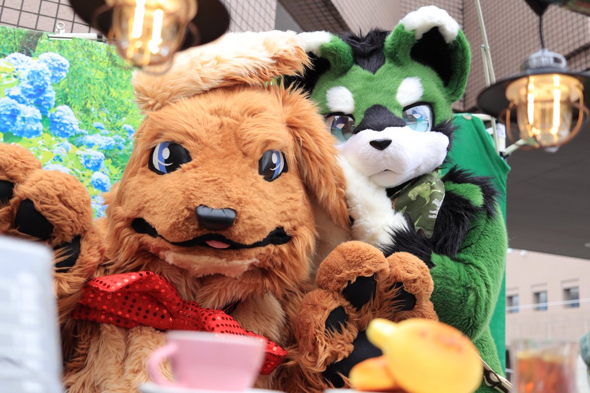 KigurumiWolf's tweet photo. グリーティング参加してました！
こちらは主催に耳を畳まれてるKIBIちゃん
 #三重みどり会 https://t.co/YyatprOhsu