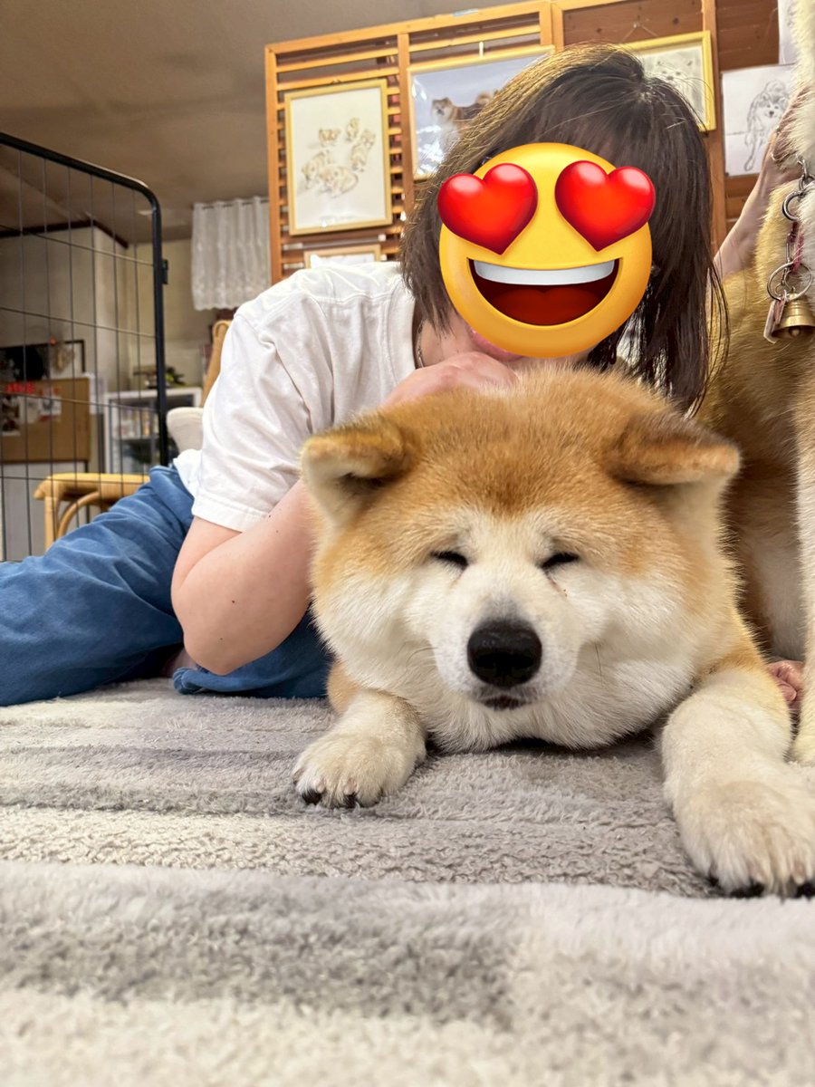 hawdysawako's tweet photo. 角館ふるさわおんせんさんで、秋田犬はるちゃんと...
かわいい♡
はるちゃん、つかれてます？ https://t.co/E5SVOVOzNx