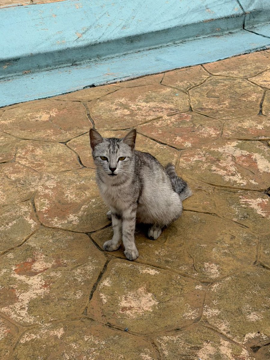 nurhskl's tweet photo. salam semua, saya mohon bantuan untuk pill GS &amp; foster fee bagi kucing rescue terbaru saya, mama yang ada wet FIP. 

mama ni saya memang bagi makan setiap hari di masjid. saya ingatkan dia bunting &amp; bawa ke vet for spay abort tapi found out dia wet FIP😔💔 https://t.co/dtD1CqIe1g