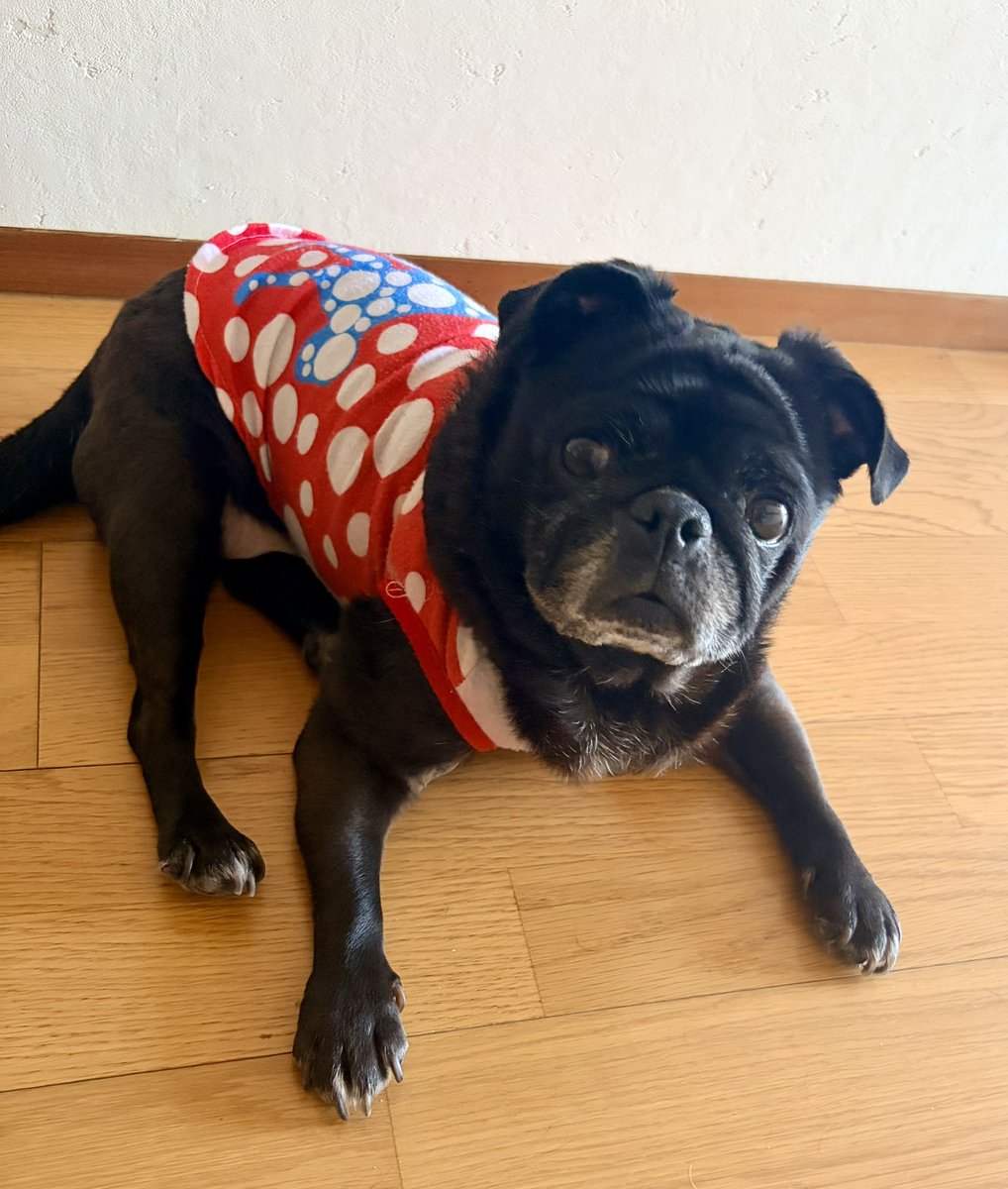 bilo's tweet photo. どうも廊下で涼んでいる私です🐕‍🦺✨️ https://t.co/U1FvtoimgT