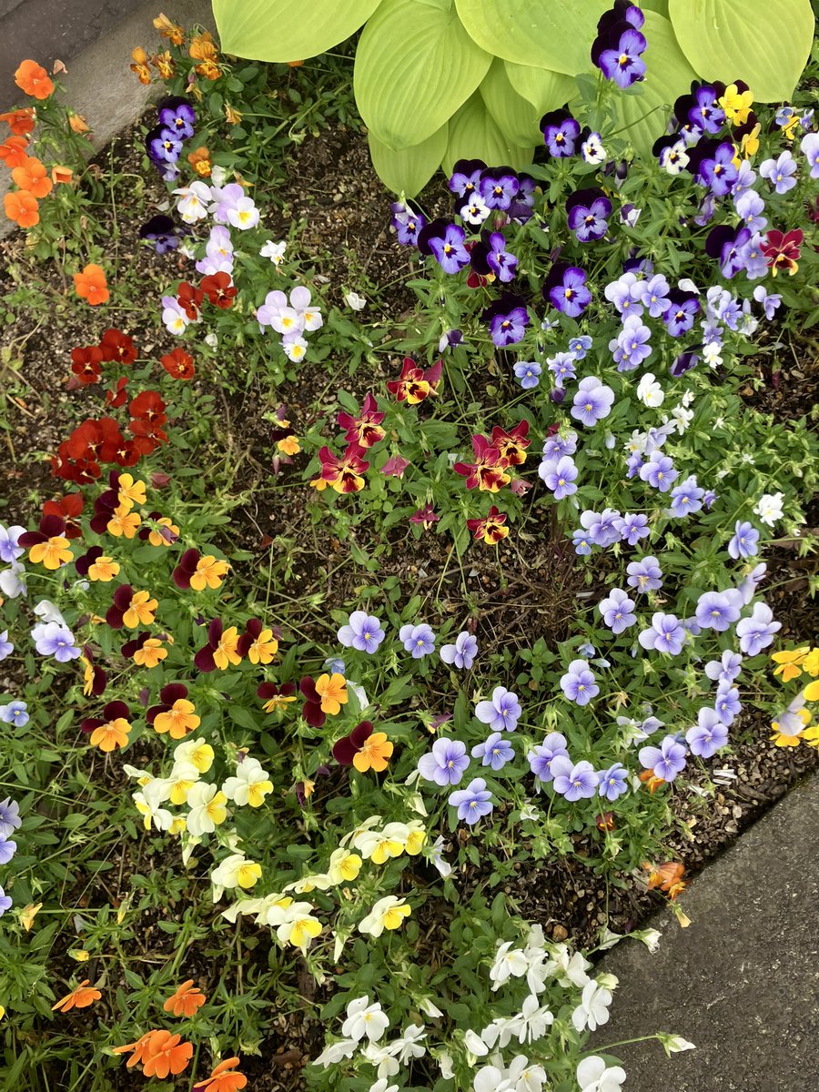 Katie🌺 tweet media