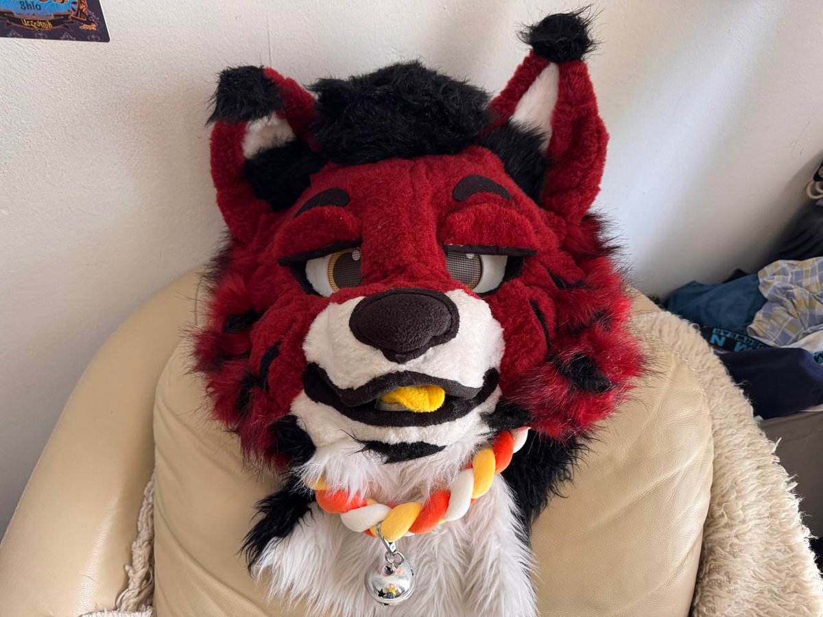 ShioRedLynx's tweet photo. Collar or bandana? What do you think? 🥸 https://t.co/YnfNjODksv