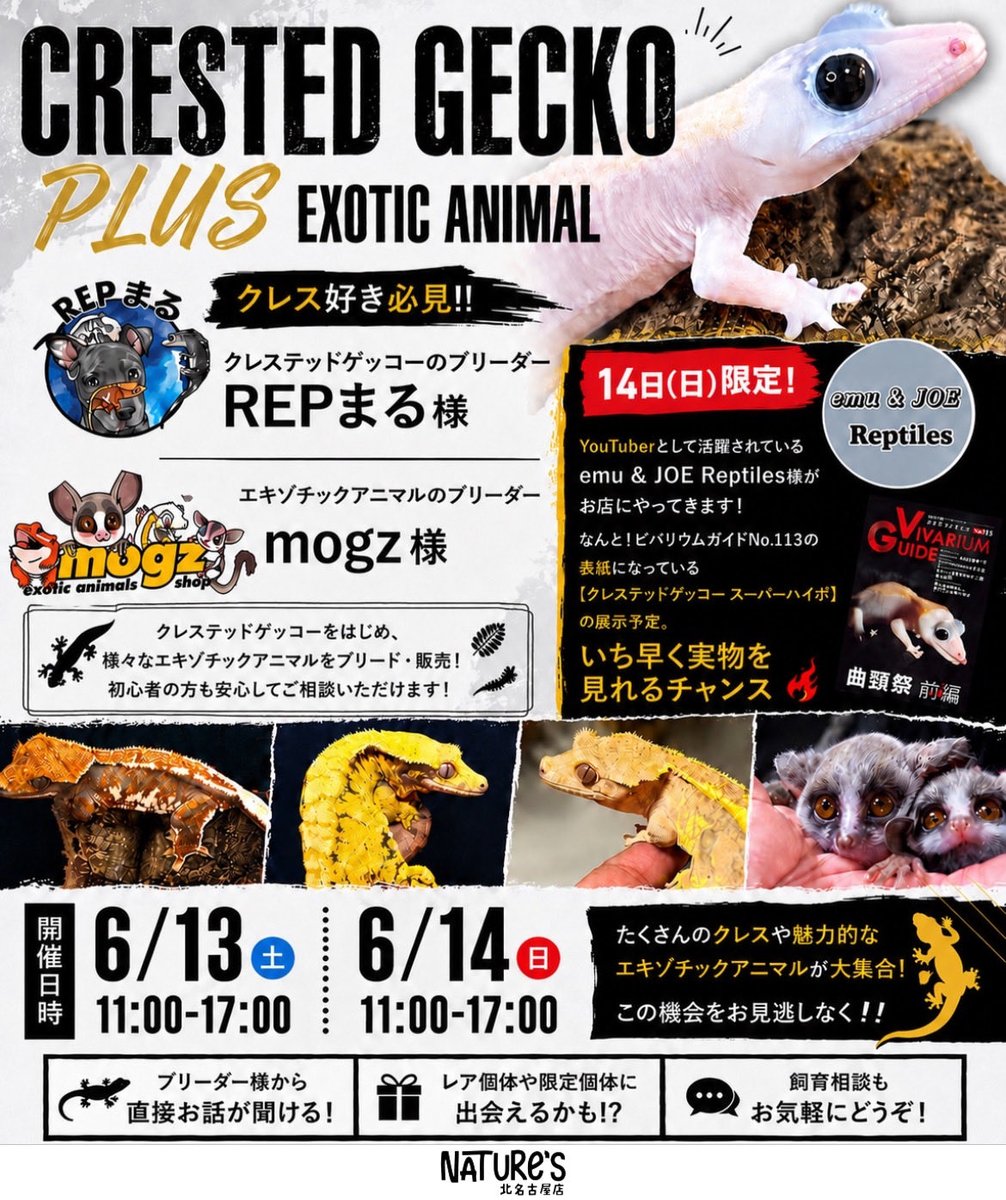 kitanagoyanatu1's tweet photo. 【6月インストアイベント開催！】

🦎 CRESTED GECKO
REPまる様(@REPMARU1008 )
🐍 EXOTIC ANIMAL
mogz様(@mogz_222 )
人気のクレスとエキゾチックアニマルたちが大集合‼️

さらに…

🎥 6月14日(日)限定！
YouTuberのemu &amp; JOE
Reptiles様(@JoeReptiles2 )来店決定🔥

#爬虫類 #小動物 https://t.co/0tlqICOujU