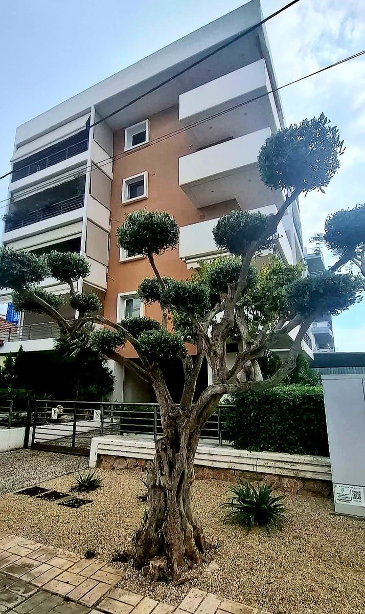 ferminadas85's tweet photo. (από γυναίκα στο facebook)

Όταν λέω πως η Γλυφάδα που μεγάλωσα και αγάπησα (όπως και η Βούλα) έχουν γεμίσει νεόπλουτους που με τον ερχομό τους έχουν ισοπεδώσει τα πάντα, εννοώ ακριβώς αυτό:  Έδωσαν εντολή στον κηπουρό να κλαδέψει την ελιά, https://t.co/MY3ecP9uuF