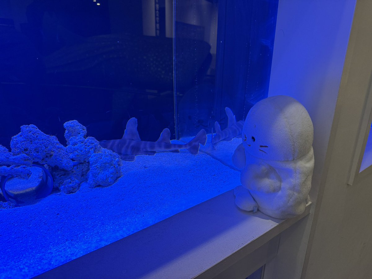 SirotanMap2's tweet photo. さめさんうごかない
およぎたくないのかなあ https://t.co/mMYRkjBrrc