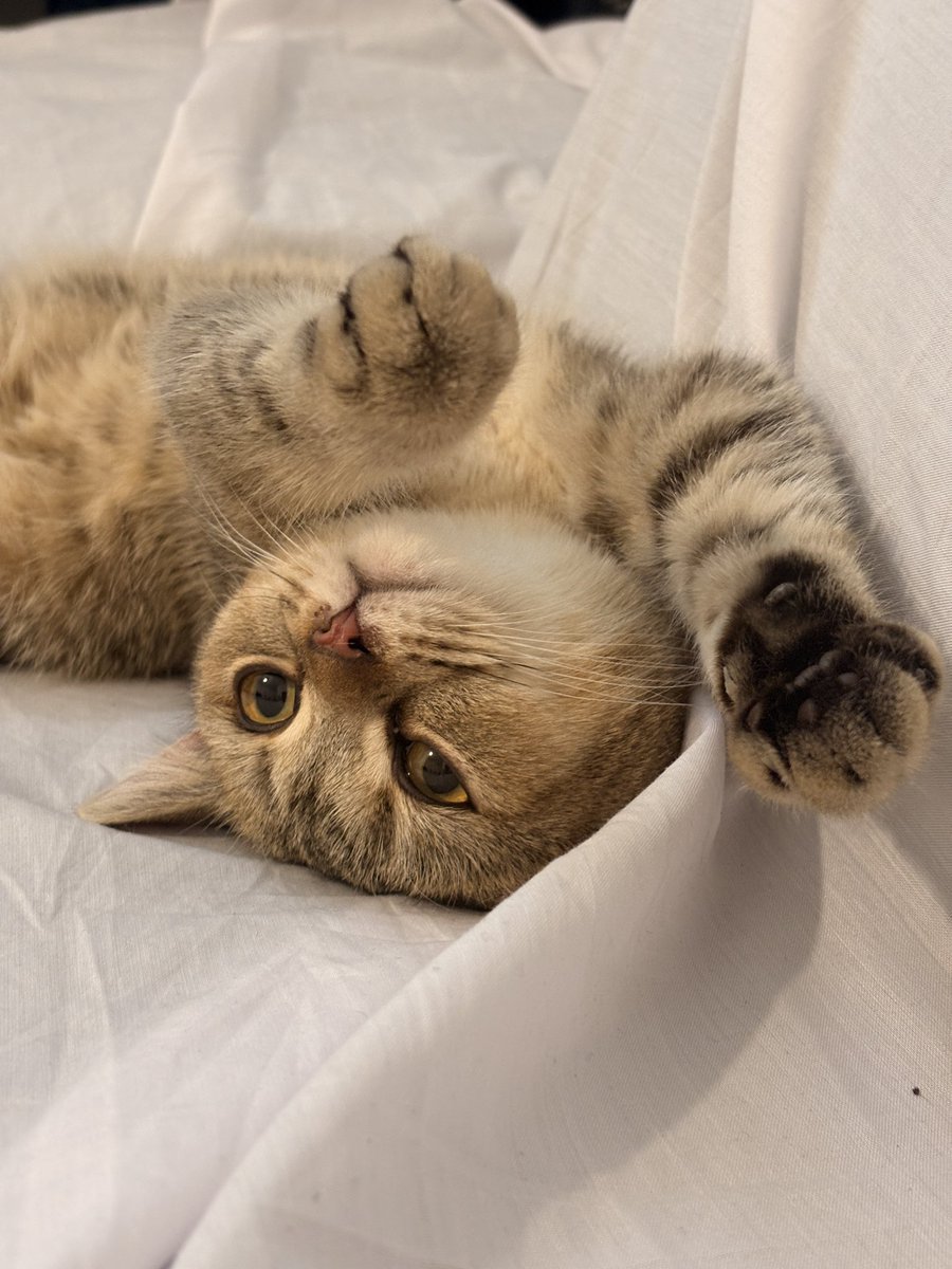 lucentiaAT's tweet photo. خر گوربایان من! 
به خونه ی من خوش اومدین 
اینکه ظرف ۴ ساعت :)) اینطور اجتماعی و بغلی هستید حالمو جا میاره 

( به سرپرستی گرفته شدن ❤️) https://t.co/wH9AmThwjP