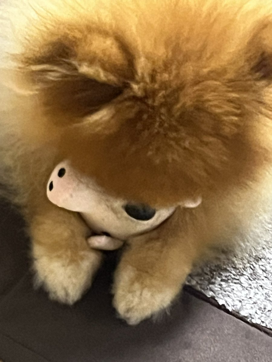 690690moaa's tweet photo. いつもハミってる俺を許して…🐷

#ポメラニアン
#ポメラニアンのモア君
#ブタちゃん無しでは生きられない https://t.co/JOKlmvillS
