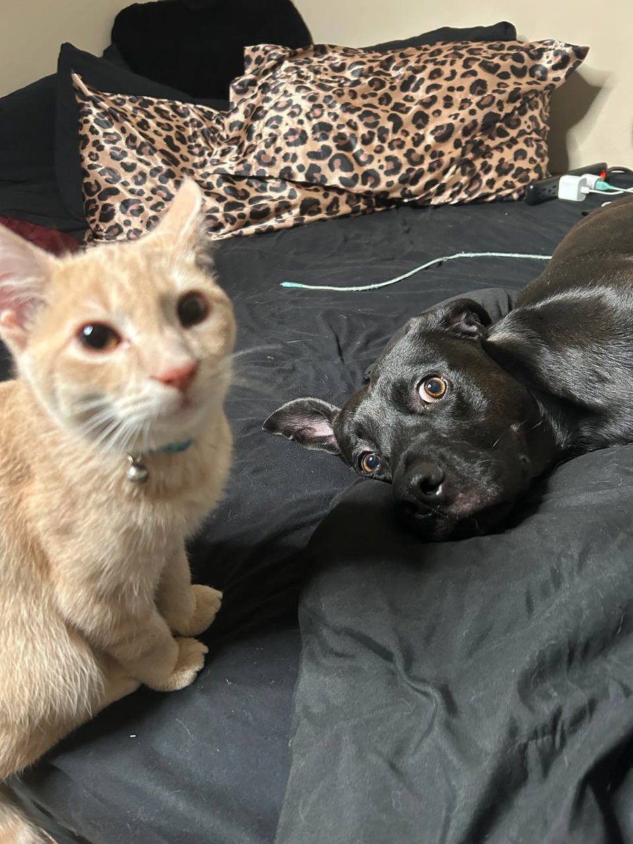 PixelFramePixie's tweet photo. they're so attached to each other https://t.co/laead0EzqW