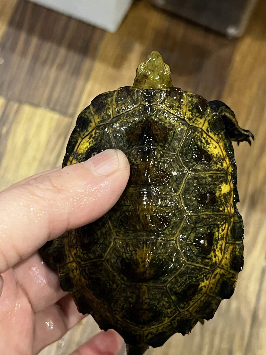 chopper_pet's tweet photo. ミツユビハコガメ
ニホンイシガメ入荷してます https://t.co/6CCn0PaGo2