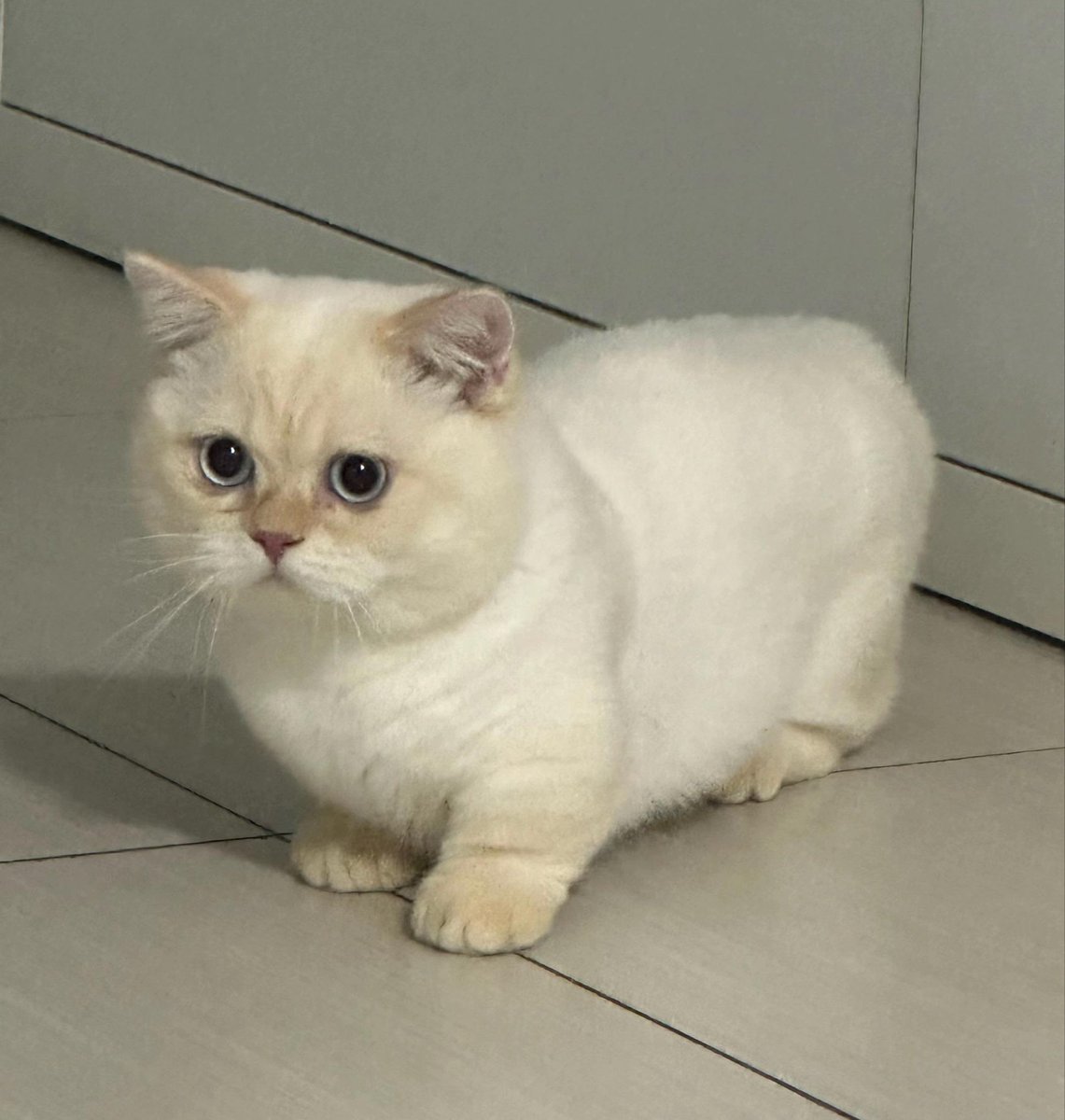 ⋆ 𝑪𝑻 ⋆˚𖤐🐈⬛ tweet media