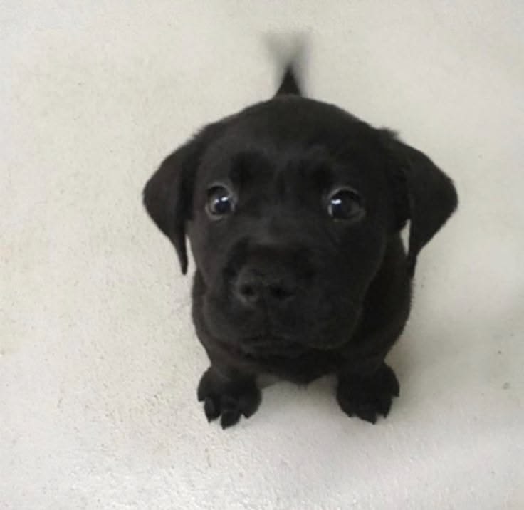Doglover tweet media