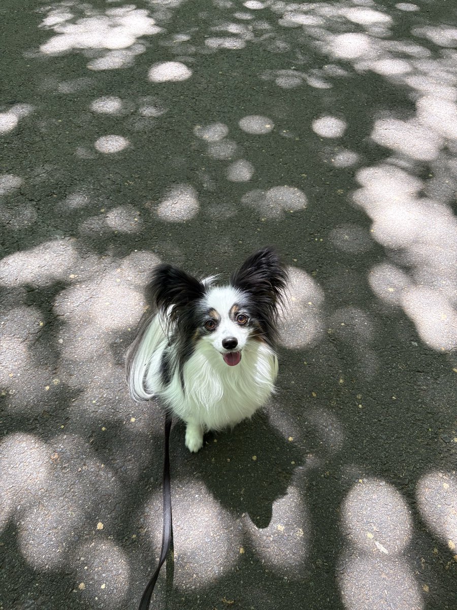 mapapy's tweet photo. 木漏れ日スポットライト✨🌲 https://t.co/JjliLODNGN