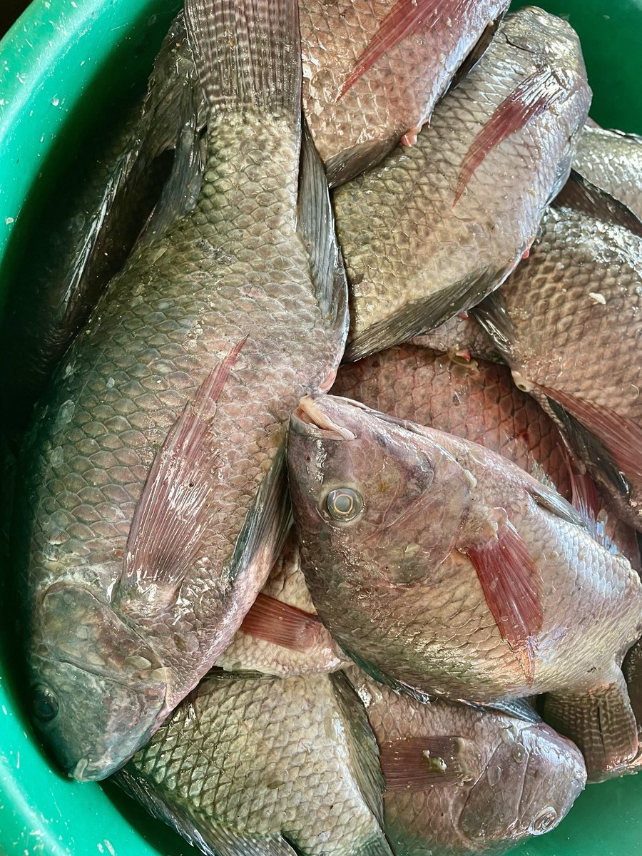 MarekaMalili's tweet photo. Niliwaonya mnunue samaki wa supu mapema 😆
Tupigie 0762344677 https://t.co/HfGGxVeHT0