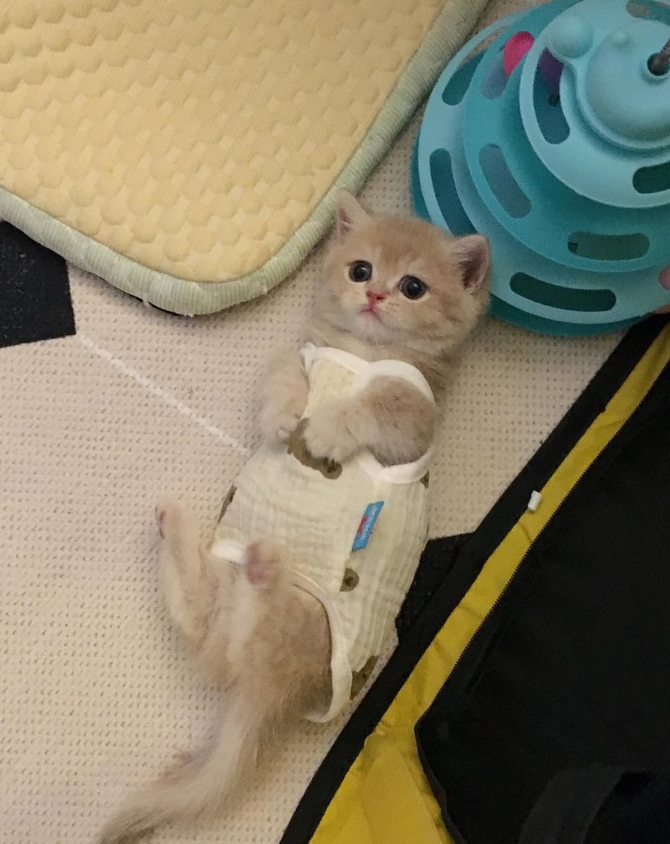 Daily Cat Posts tweet media