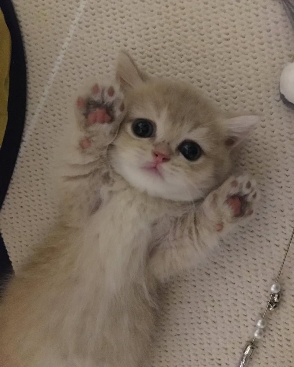 Daily Cat Posts tweet media