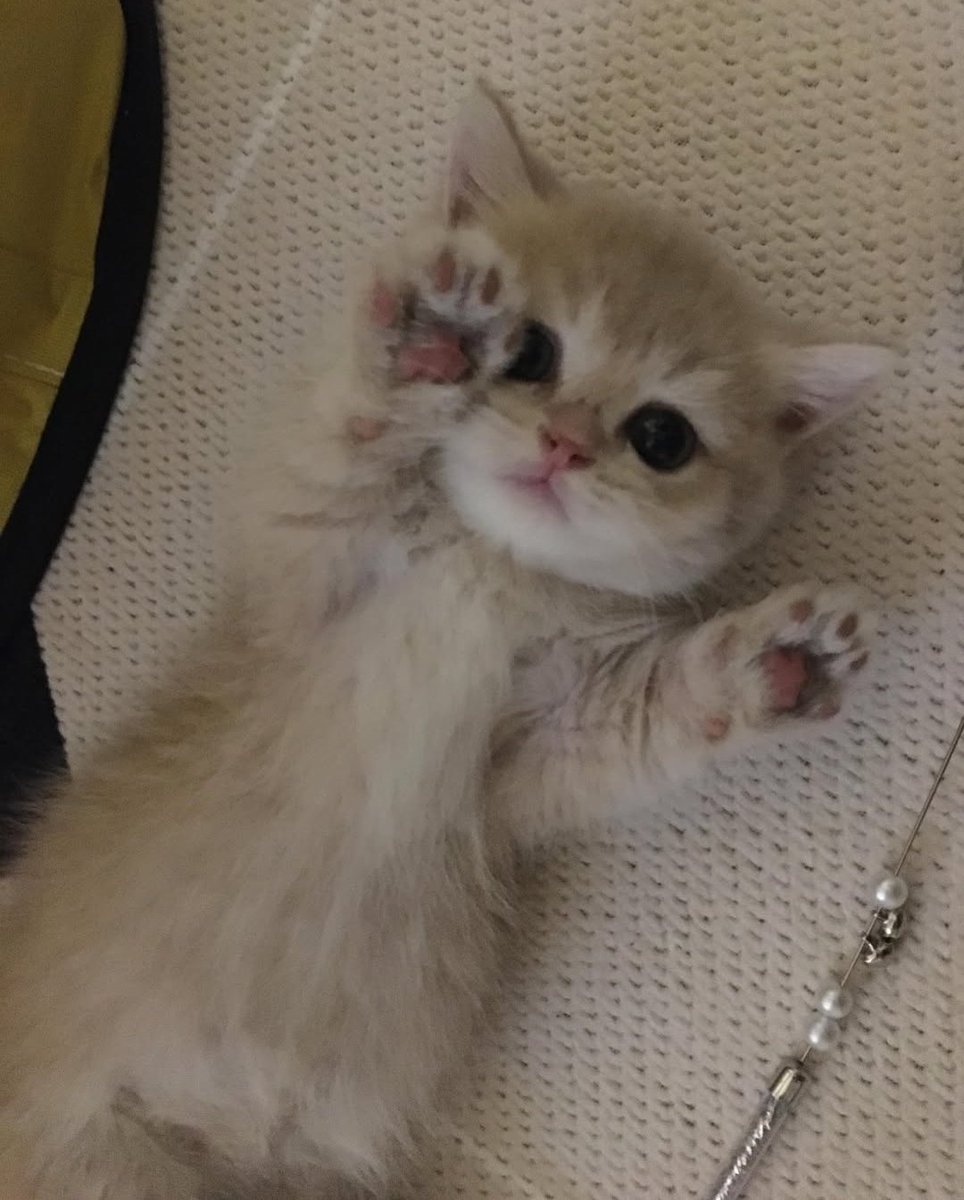 Daily Cat Posts tweet media
