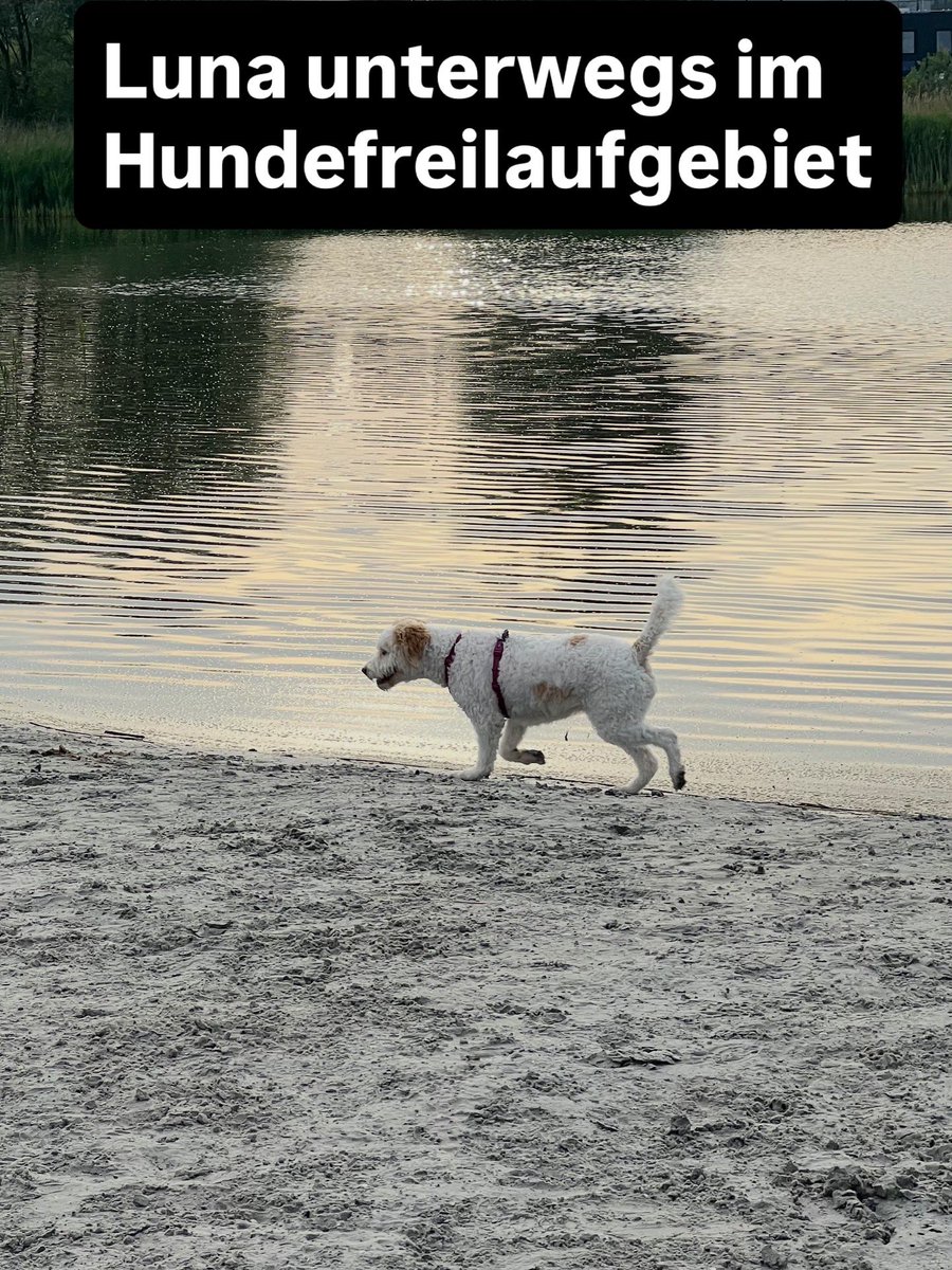 doggidogcom's tweet photo. [Werbung] Morgenrunde durch das Hundefreilaufgebiet mit diversen Wasserstellen bz. kleineren Stränden - direkt neben dem #Ferienpark. Also sehr gut fußläufig von unserem #Ferienhaus #Schakelvilla https://t.co/BlquH8C3NK erreichbar. #hundeurlaub #niederlande https://t.co/Cv9W58zJcn