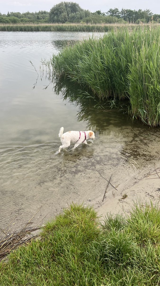 doggidogcom's tweet photo. [Werbung] Morgenrunde durch das Hundefreilaufgebiet mit diversen Wasserstellen bz. kleineren Stränden - direkt neben dem #Ferienpark. Also sehr gut fußläufig von unserem #Ferienhaus #Schakelvilla https://t.co/BlquH8C3NK erreichbar. #hundeurlaub #niederlande https://t.co/Cv9W58zJcn