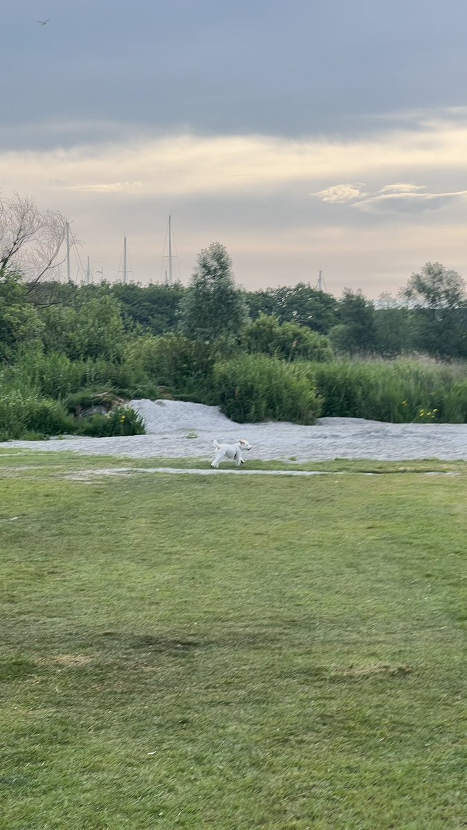 doggidogcom's tweet photo. [Werbung] Morgenrunde durch das Hundefreilaufgebiet mit diversen Wasserstellen bz. kleineren Stränden - direkt neben dem #Ferienpark. Also sehr gut fußläufig von unserem #Ferienhaus #Schakelvilla https://t.co/BlquH8C3NK erreichbar. #hundeurlaub #niederlande https://t.co/Cv9W58zJcn