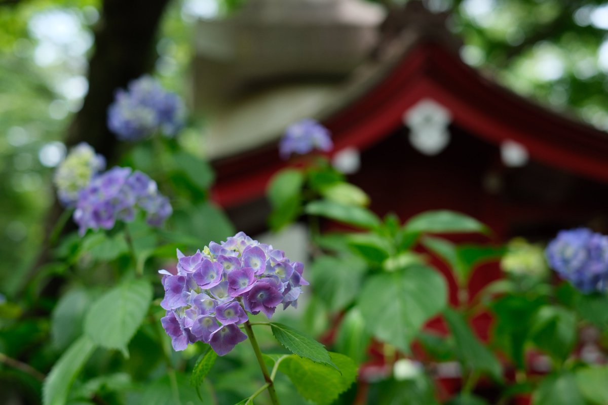 hiro_san430's tweet photo. 高幡不動尊のあじさい☺️

#紫陽花 #スナップ写真 #キリトリセカイ https://t.co/SdSSOFWs8R