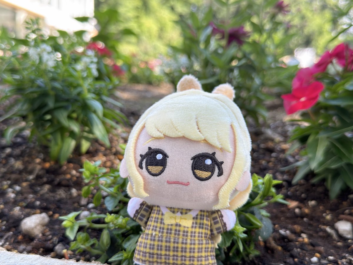 h2so4noel's tweet photo. ｺﾄﾇｲはなびより https://t.co/ylIjtktNek