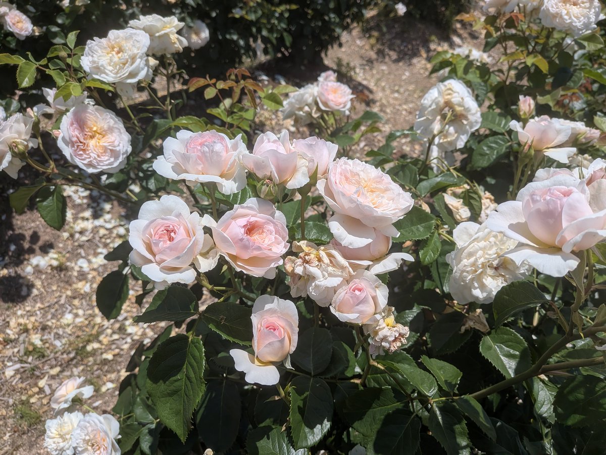 1926_retrogirl's tweet photo. 広島県世羅町のバラ園行ってきました。ほぼデビッドオースチンのバラばかり。風に乗ってバラの香り漂う、イングリッシュローズ庭園です。めっちゃ良かった😍 https://t.co/Zy2ZoyMapK