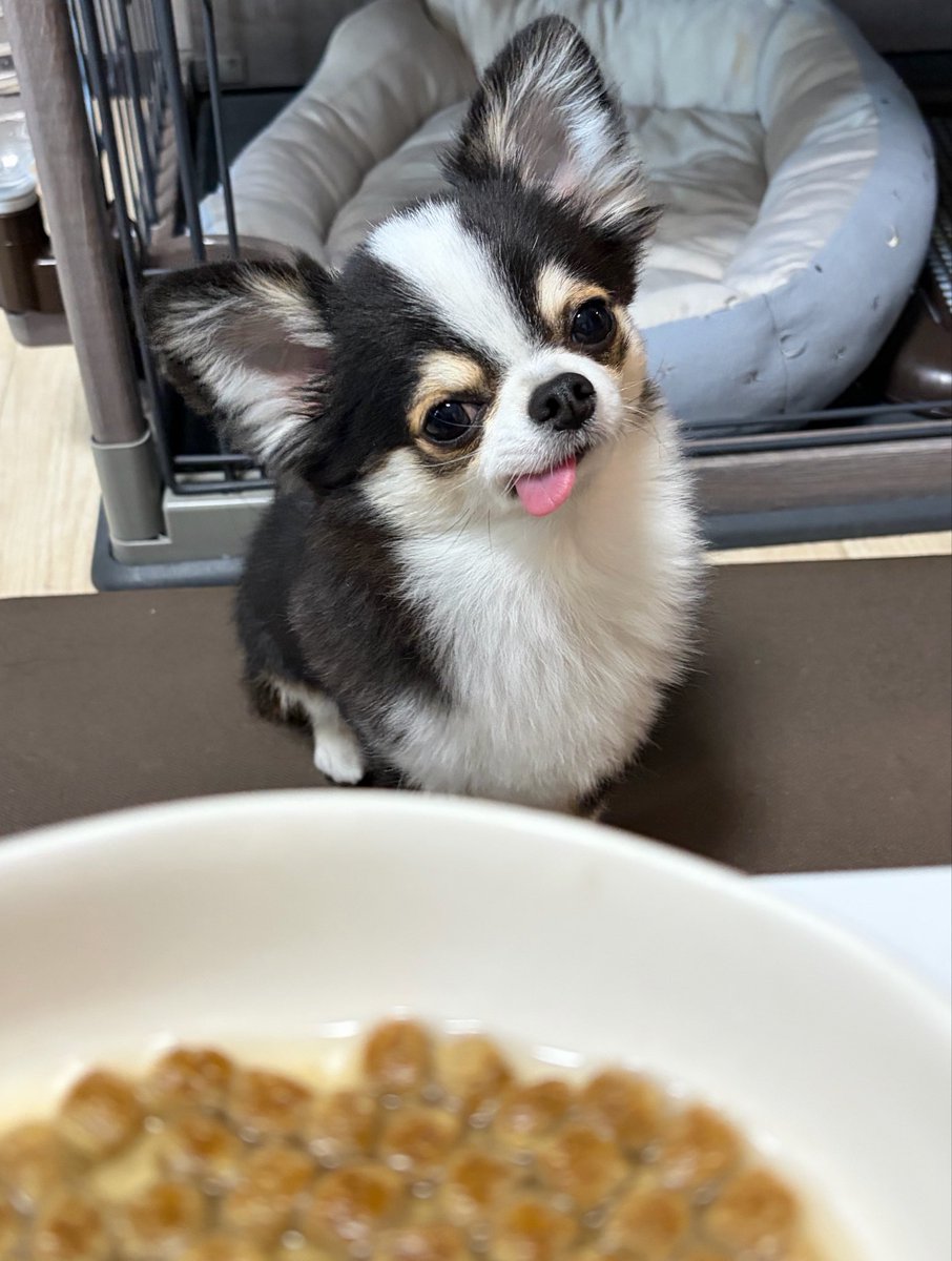 kawaii_nagaiki's tweet photo. 人間でいうと18才の年齢になってプチ反抗期だから、最近「まて」って言うとこの顔してくる https://t.co/iI2Vd3YsNx