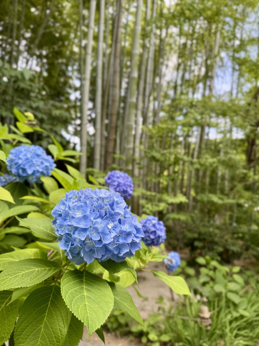 ぴよ tweet media
