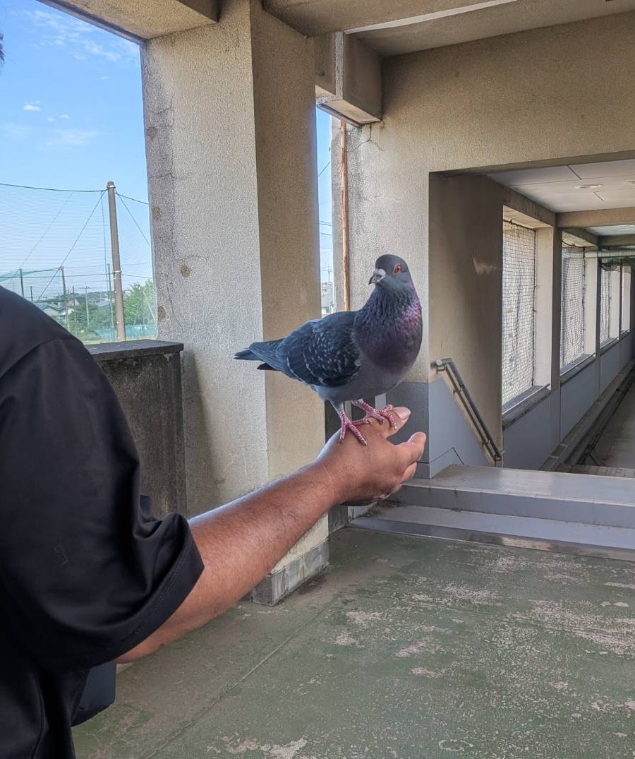 mjmsensei's tweet photo. たまにアニマルカフェで鳥達と遊んでるんですが野生の鳩もエサとか何も与えて無いけど手乗りになった✨ https://t.co/6lFuxyWUAq