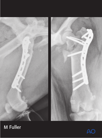 AOSurgery's tweet photo. Ready to deepen your knowledge of Dog proximal femur treatments?🐕

Explore the comprehensive AO Surgery Reference module on dog proximal femur for in-depth guidance, complete with detailed illustrations and case examples. 

➡️ https://t.co/SQnuj2KCKV

#AOVET #AOSurgeryReference https://t.co/xnWSueffrk