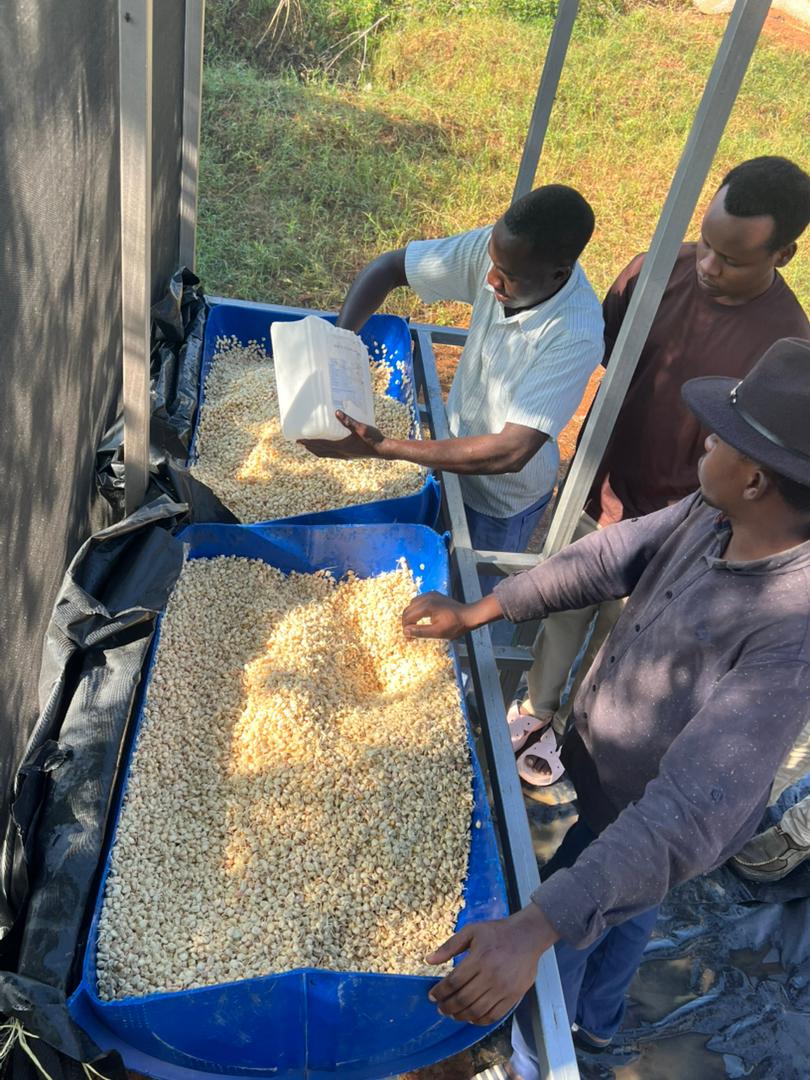 AromaFarmers's tweet photo. 🌱 Hydroponic Production in Mahama Sector from Refugee Camp ft  host communities through innovative hydroponic agriculture ! 💪
Sustainable food, skills for life, and a brighter future. #YouthEmpowerment #Hydroponics #MahamaAgroPower https://t.co/qoNuzq08wB