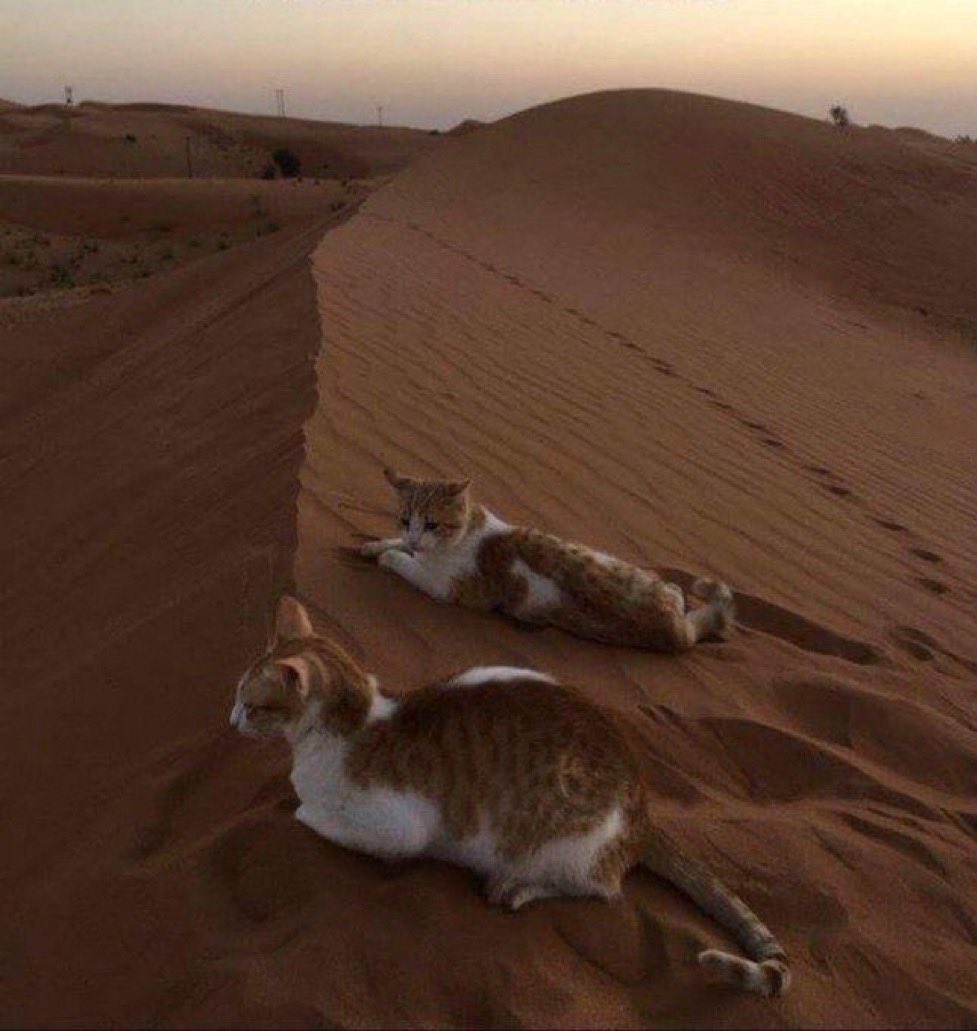 gatos fazendo gatices tweet media