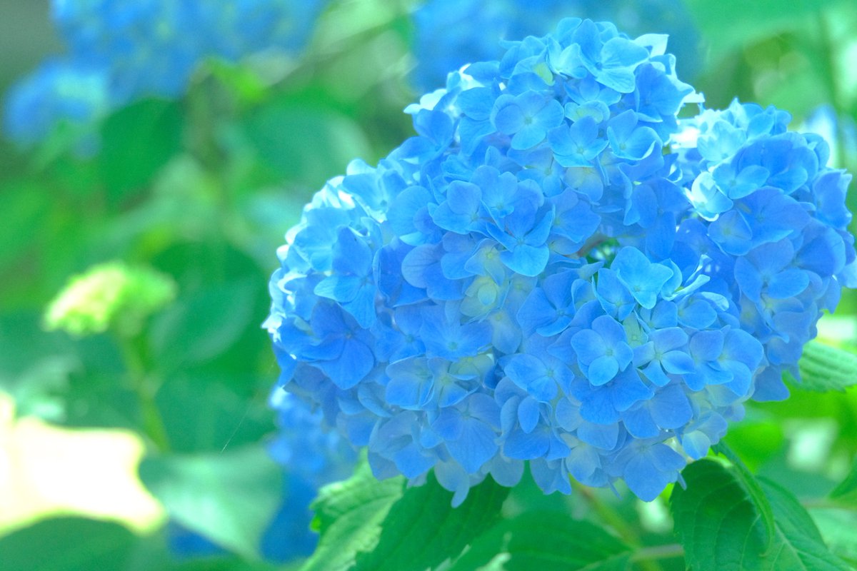 Katooooo_3's tweet photo. 合唱祭です https://t.co/U0Vxt2Q6Fm