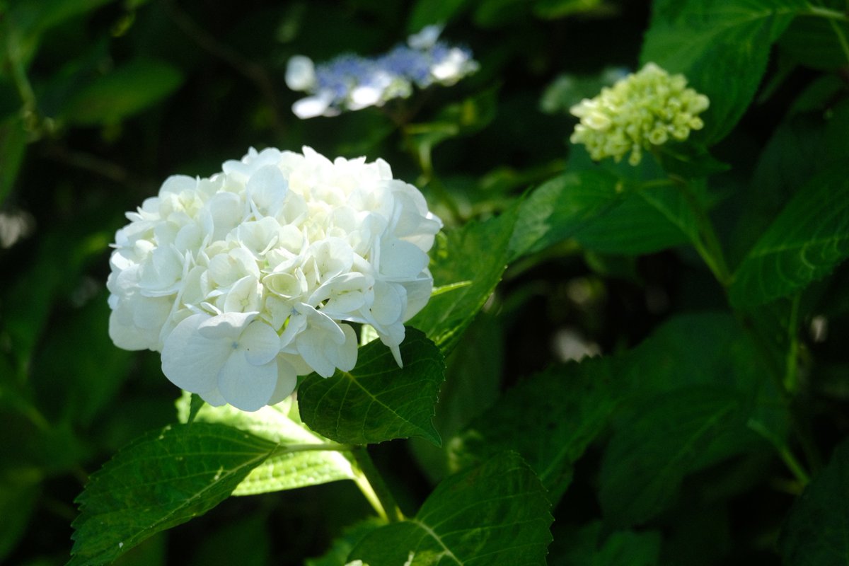 Katooooo_3's tweet photo. 合唱祭です https://t.co/U0Vxt2Q6Fm