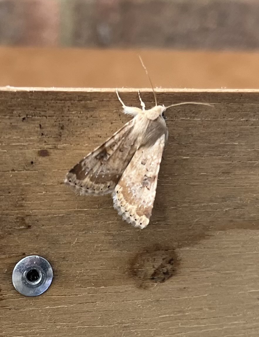 AlPavey's tweet photo. Put the trap on for the first time this year! and got lucky with this Striped Hawkmoth and a Bordered Straw.. ObsIdentify is saying Eastern, wondered if anyone can confirm? https://t.co/Bz6LExoJMG