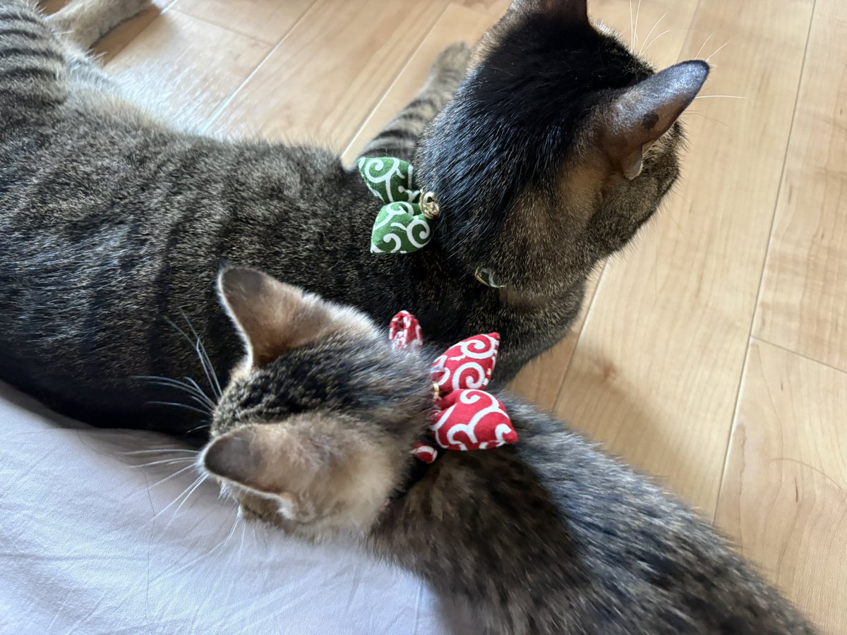 rin0505nya's tweet photo. 2匹お揃いの首輪GETしました！

ずっと個人的に憧れてた
風呂敷の唐草模様🟩🌿

泥棒さん🤭

りんさん家出（脱走）後から
何故か首輪つけてくれるようになった🤔

ちびさんの
首輪の鈴は外してしばらく様子見👀
もう少し大きくなったら
首輪常時付けておけるのかな🐱

#猫がいる幸せ
#猫がいる暮らし https://t.co/X4ob2eHsAM