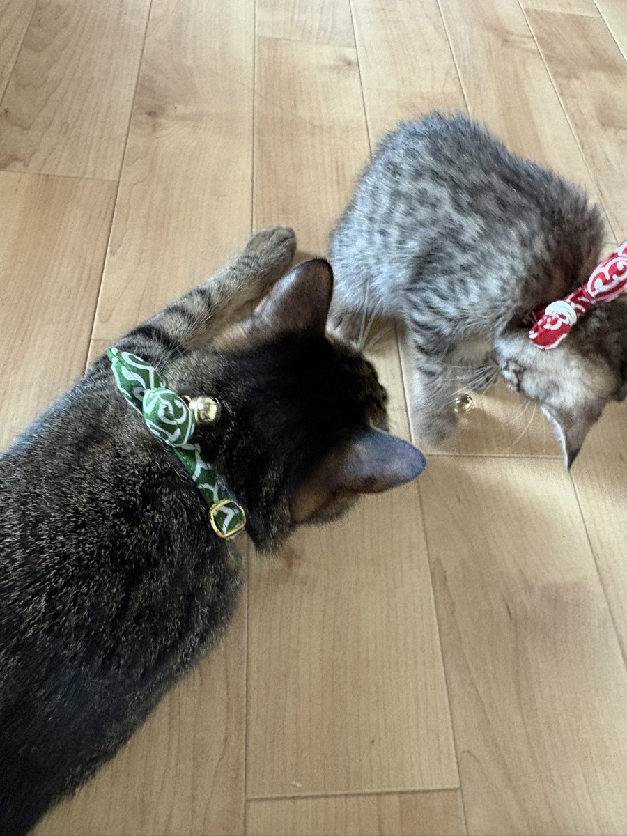 rin0505nya's tweet photo. 2匹お揃いの首輪GETしました！

ずっと個人的に憧れてた
風呂敷の唐草模様🟩🌿

泥棒さん🤭

りんさん家出（脱走）後から
何故か首輪つけてくれるようになった🤔

ちびさんの
首輪の鈴は外してしばらく様子見👀
もう少し大きくなったら
首輪常時付けておけるのかな🐱

#猫がいる幸せ
#猫がいる暮らし https://t.co/X4ob2eHsAM