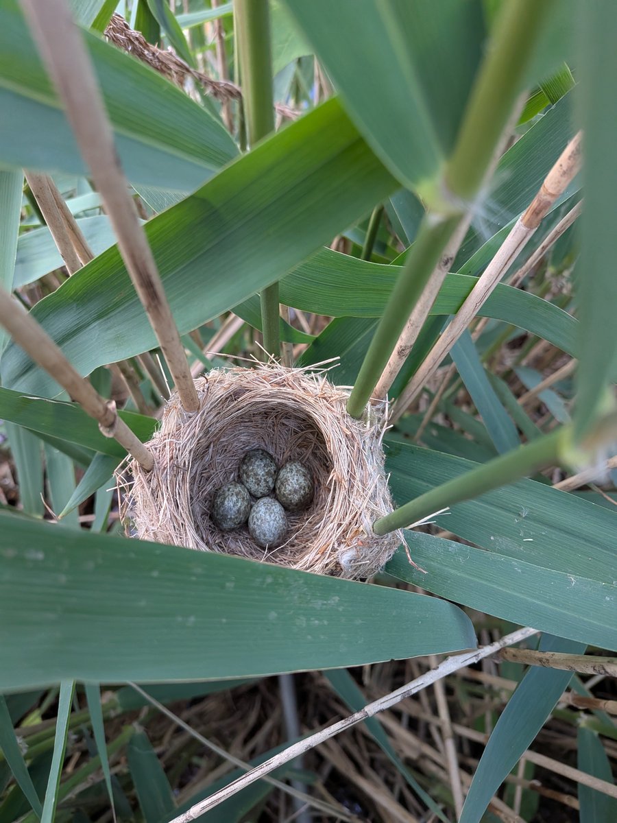 JDBirding's tweet photo. 4am start this morning to find some Reed Warbler nests along a local section of the river Slea. Found 6, all will be monitored for the @_bto Nest Record Scheme and hopefully they don't get predated and the chicks will also be ringed @Lincsbirding https://t.co/CWeyUfqMmo