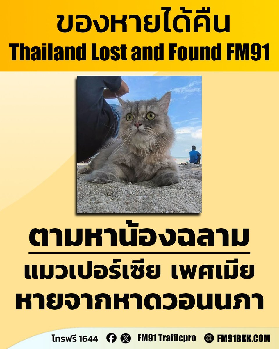 fm91trafficpro's tweet photo. ตามหาน้องฉลาม แมวพันธุ์เปอร์เซีย ตัวสีเทา เพศเมีย อายุ 2 ขวบ น้องไม่เชื่อง ค่อนข้างกลัวคน ระแวงรอบข้างตลอด หายออกจากร้านเจ๊ดาวหาดวอนนภา ทราบหายเวลา 10.00 น. วันที่ 31 พฤษภาคม 2569

ท่านใดพบเห็นติดต่อกลับที่หมายเลขโทรฟรี 1644 สวพ.FM91 ได้ตลอด 24 ชั่วโมง #ของหายได้คืน #thailandlostandfound #โทร1644 #FM91