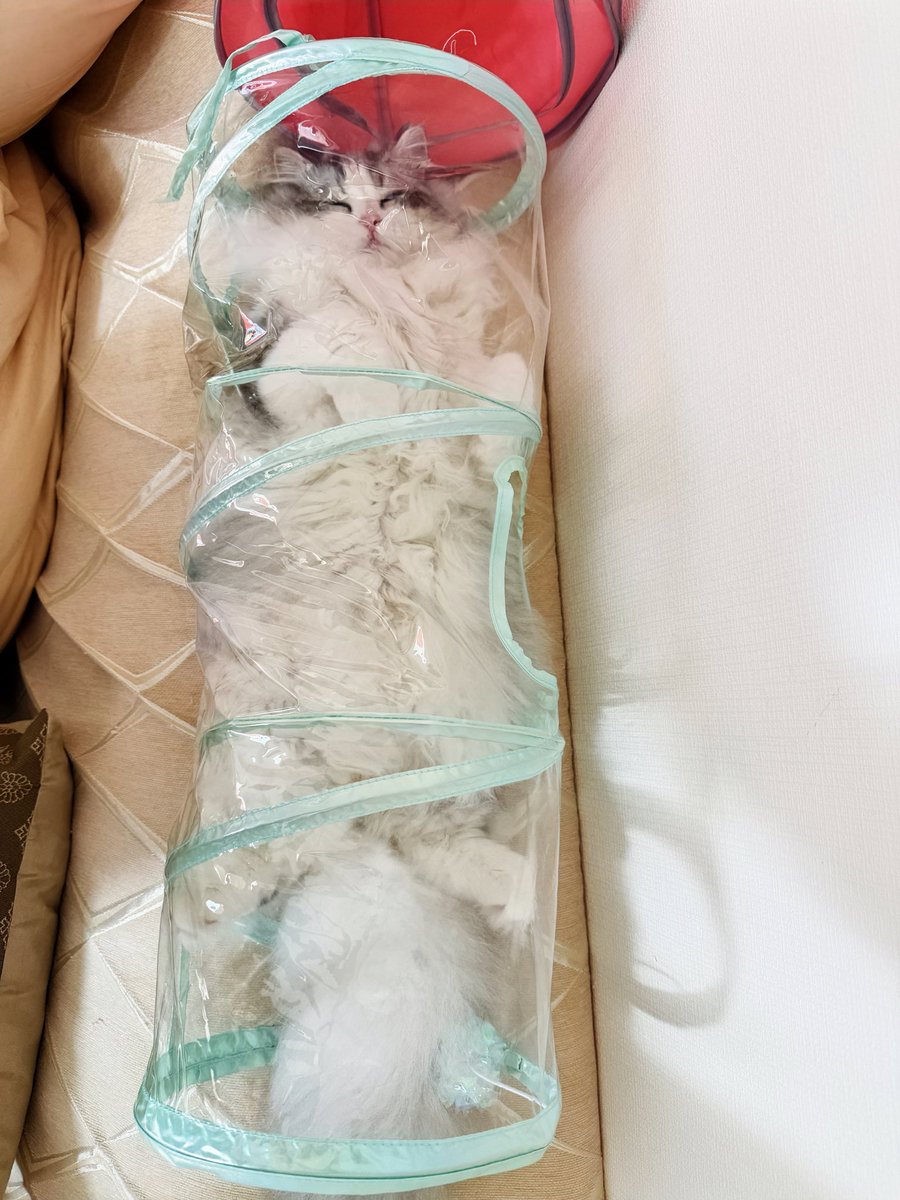 PocoUma's tweet photo. すみません、クスッと笑える自慢の我が子の寝相をください https://t.co/JstHWMTmG3