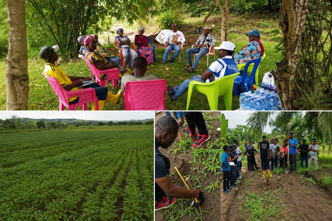 Nsungayakongo's tweet photo. Sans filières structurées, difficile de créer de la valeur. Ensemble, nous produisons mieux, vendons mieux et grandissons plus vite.
#Agriculture #Développement https://t.co/uDCQ2UabE1