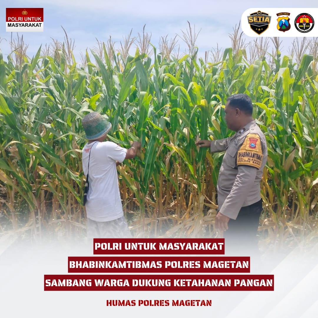 MADANIBRO's tweet photo. Bhabinkamtibmas Kel. Mangge Magetan sambang lahan jagung warga di desa binaan dan sharing kendala yang di hadapi dalam perawatan 
#astacita #swasembadajagung #ketahananpangan #polisicintapetani #ssdmpolri #divhumaspolri #polresmagetan #magetan #poldajatim #birosdmpoldajatim https://t.co/32EXmMFRi8