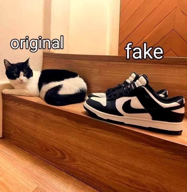 Cats_ooc's tweet photo. https://t.co/VmuonFwBpT