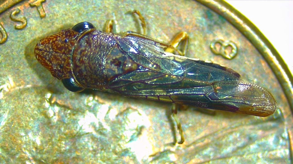 sanmateoco's tweet photo. Consumer Alert: Grapevine plants sold at Bay Area Costco stores after April 21 may be infested with invasive glassy-winged sharpshooter. Do not return or move the plant. Bag it and contact your local County Agricultural Commissioner’s office: https://t.co/MmXmfg9grg https://t.co/qCYsBUrGOZ