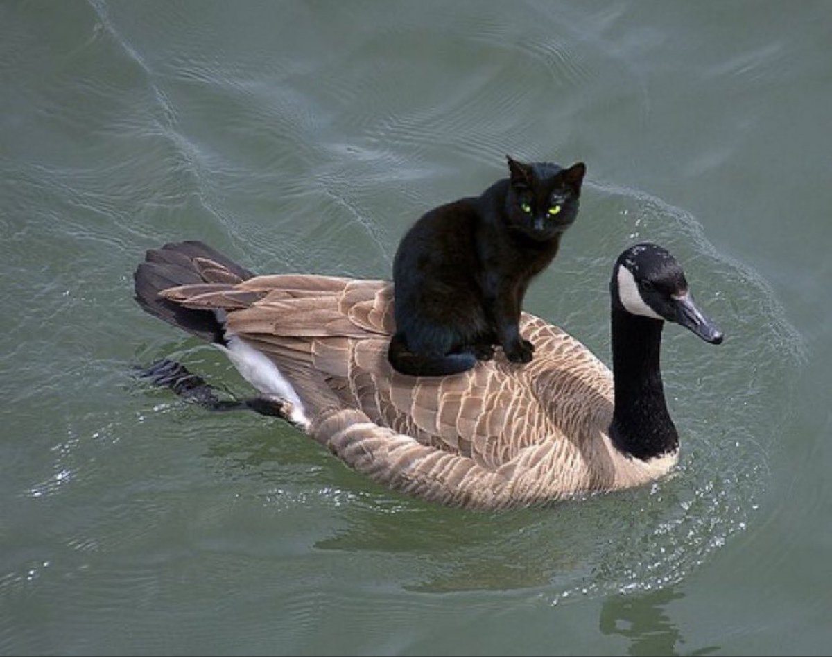 Cat is life ~猫は人生~ tweet media