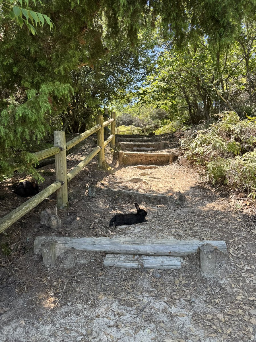 Iky5_fl's tweet photo. うさぎ島😌 https://t.co/7g6h9zH9et