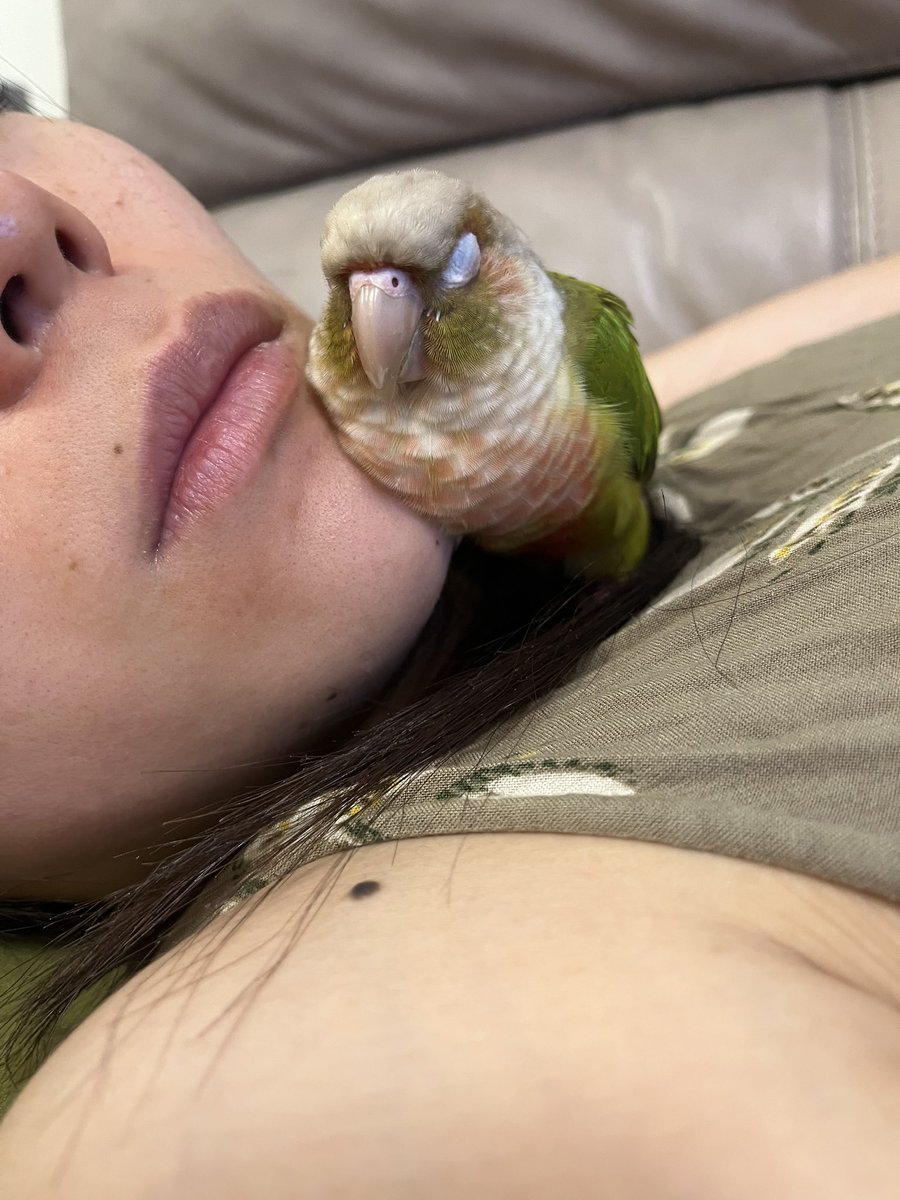 houchan0621's tweet photo. おひるね

#定位置
#ウロコインコ #インコ https://t.co/MUKArDCEk1