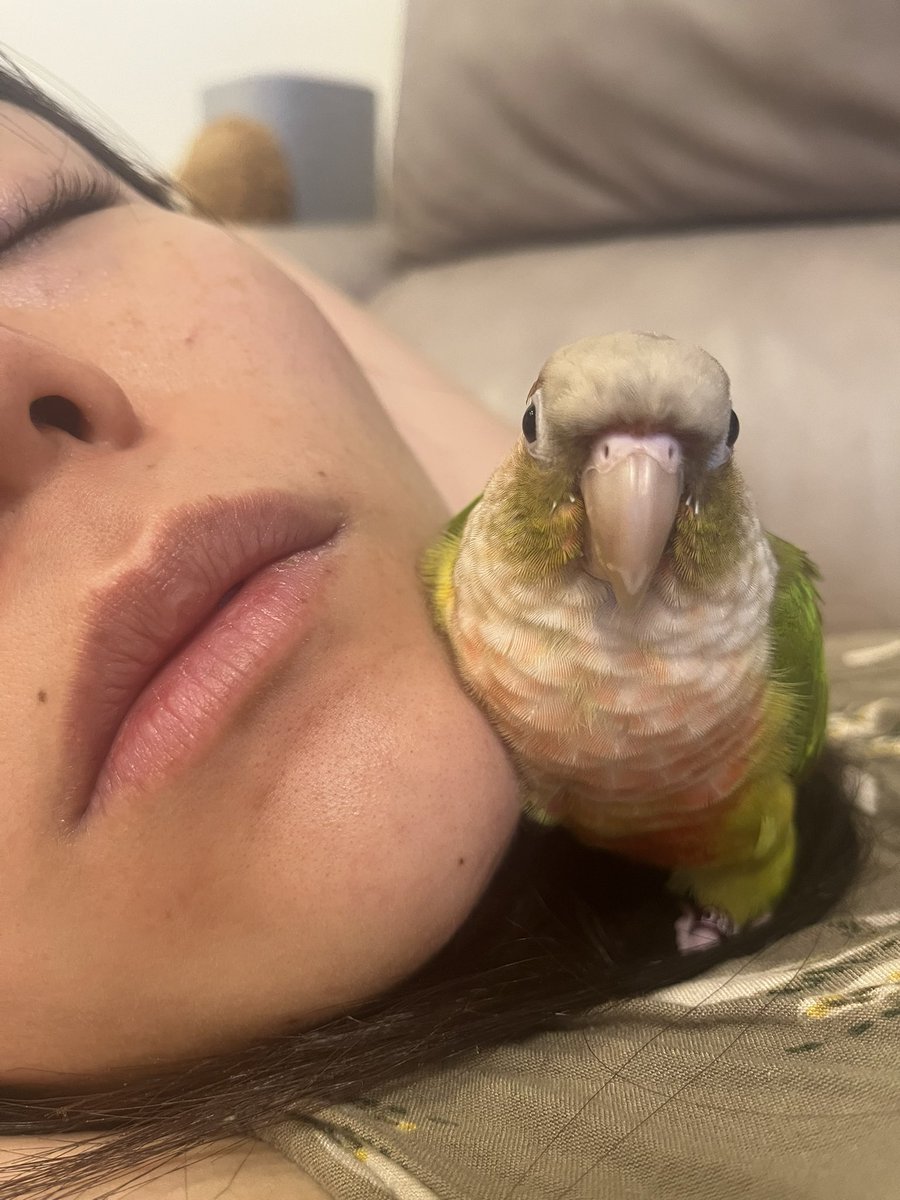 houchan0621's tweet photo. おひるね

#定位置
#ウロコインコ #インコ https://t.co/MUKArDCEk1