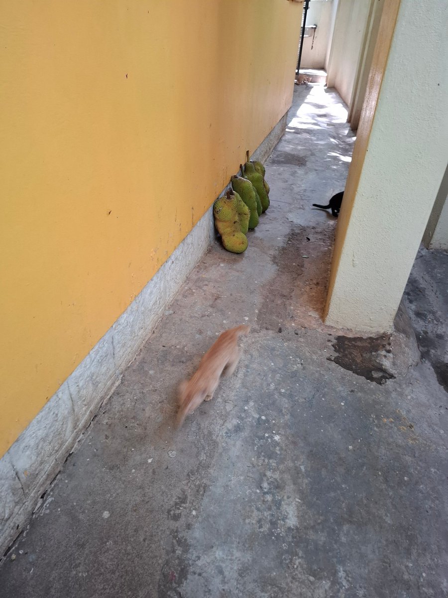 ShyamNation's tweet photo. Four stray kittens are hanging around our house (jp nagar 1st phase). Any adopters? https://t.co/Ec1jVCxmjV