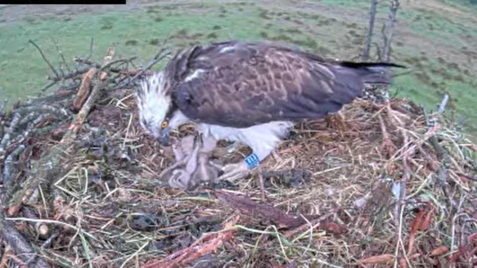 Foulshaw Ospreys tweet media